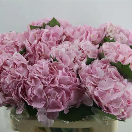 Hortensie rosa Pink Ice Bol 18cm 60cm