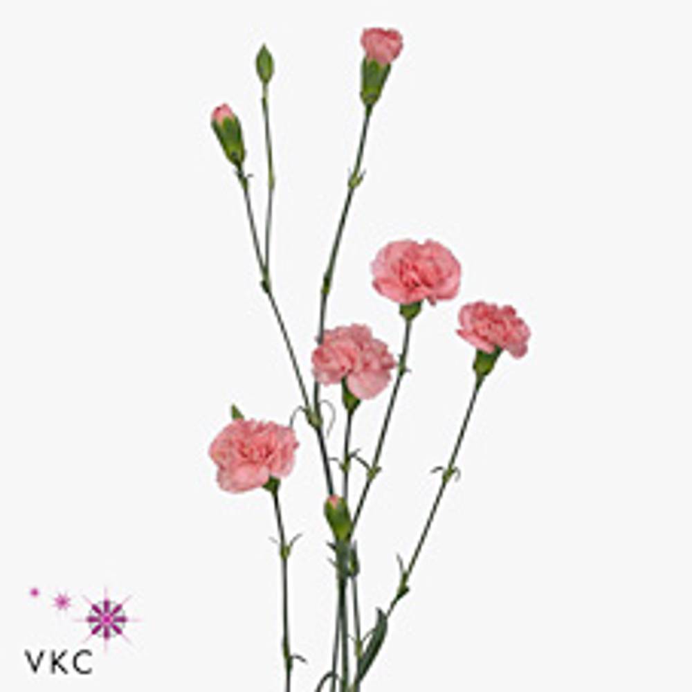 Spraynelke rosa Montana 55cm