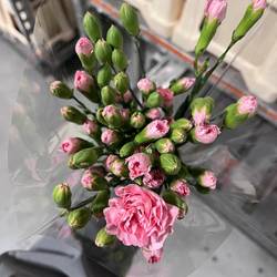 Spraynelke rosa Montana 55cm