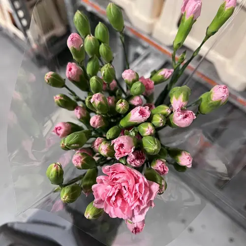 Spraynelke rosa Montana 55cm