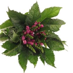 Chelone rosa    60cm