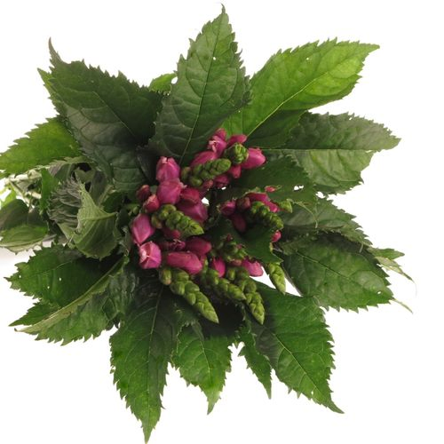 Chelone rosa    60cm