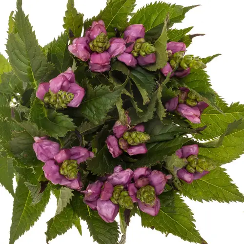 Chelone lila 60cm