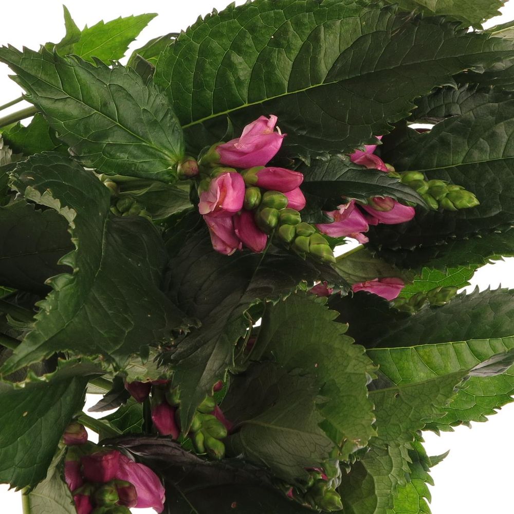Chelone rosa    60cm
