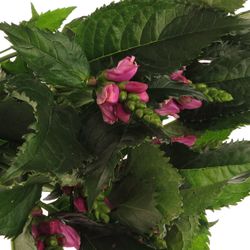 Chelone rosa    60cm