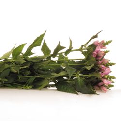 Chelone rosa    60cm