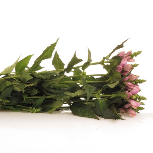 Chelone rosa    60cm