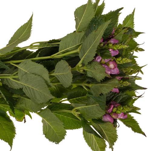Chelone lila 60cm