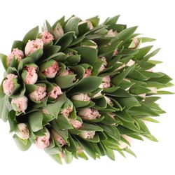 Tulpe rosa Neglige gezackt 32 gramm