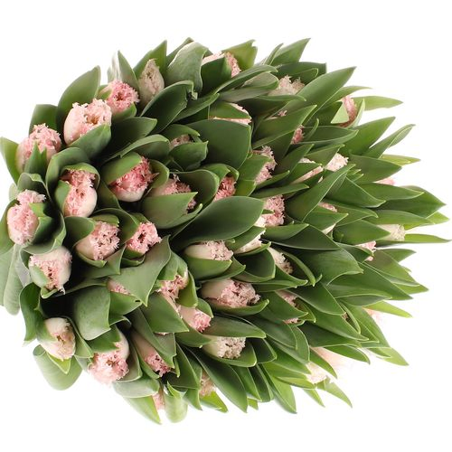 Tulpe rosa Neglige gezackt 32 gramm