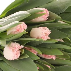 Tulpe rosa Neglige gezackt 32 gramm