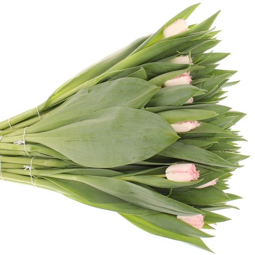 Tulpe rosa Neglige gezackt 32 gramm