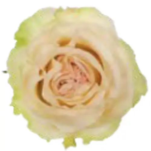 Rose creme Dream 50cm