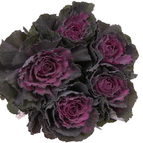 Zierkohl lila 60cm Elegance