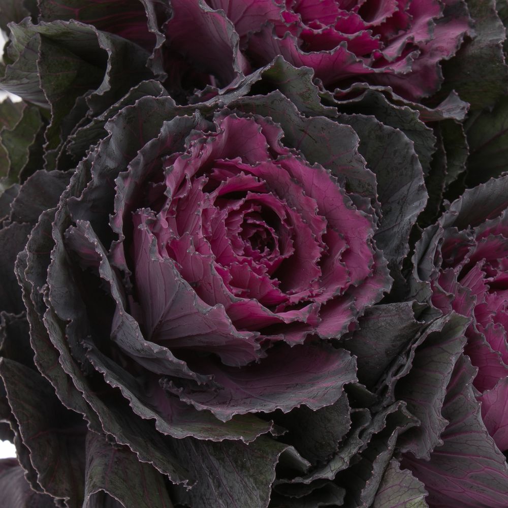 Zierkohl lila 60cm Elegance
