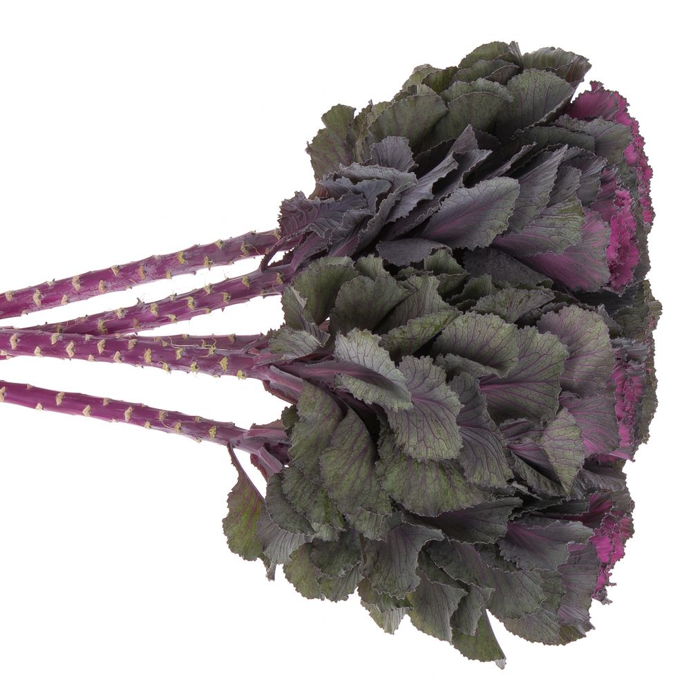 Zierkohl lila 60cm Elegance