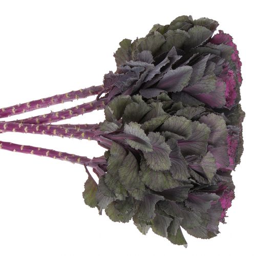 Zierkohl lila 60cm Elegance