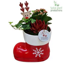 Kal.Arr KE001 Weihnachten T20 H030