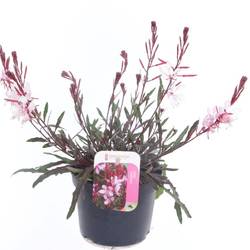 Gaura rosa Lind. Gaudi T13 H030