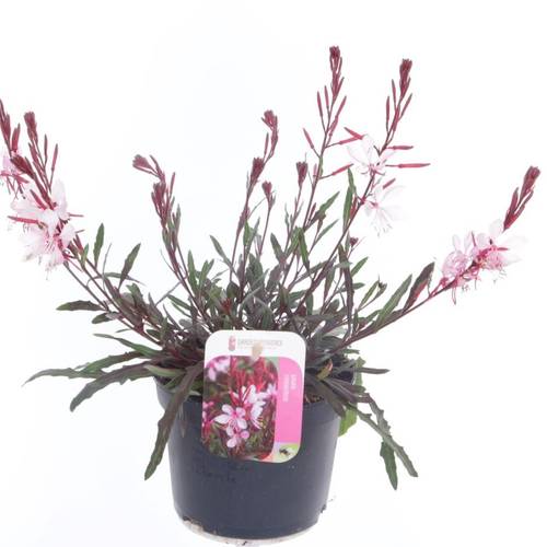 Gaura rosa Lind. Gaudi T13 H030