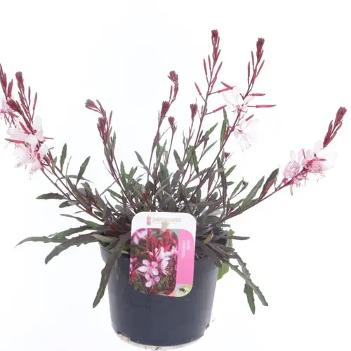 Gaura rosa Lind. Gaudi T13 H030