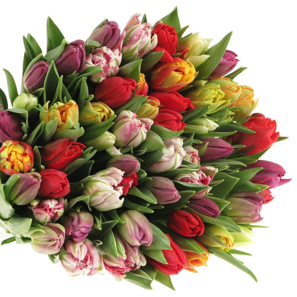 Tulpe mix doppel 32 Gramm