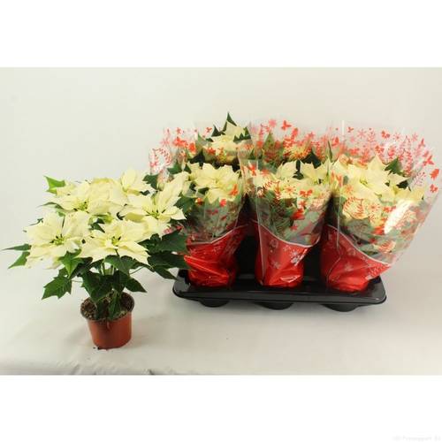 Poinsettia weiss Alaska 6+ T14 H037