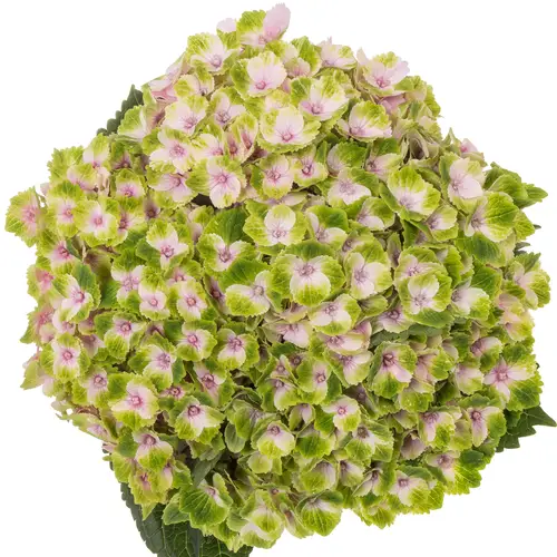 Hortensie rosa/grün Amigo Bol 18cm 40cm