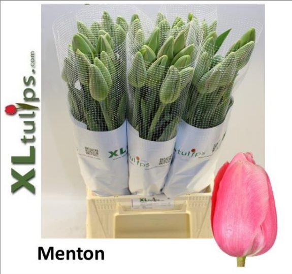 Franz.rosa Menton 56 Gramm 55cm