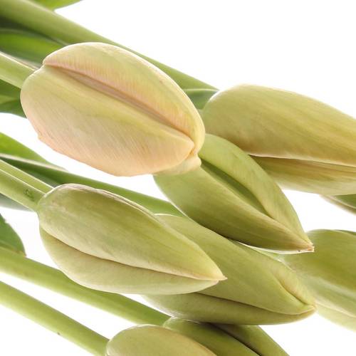 Franz.rosa Menton 56 Gramm 55cm