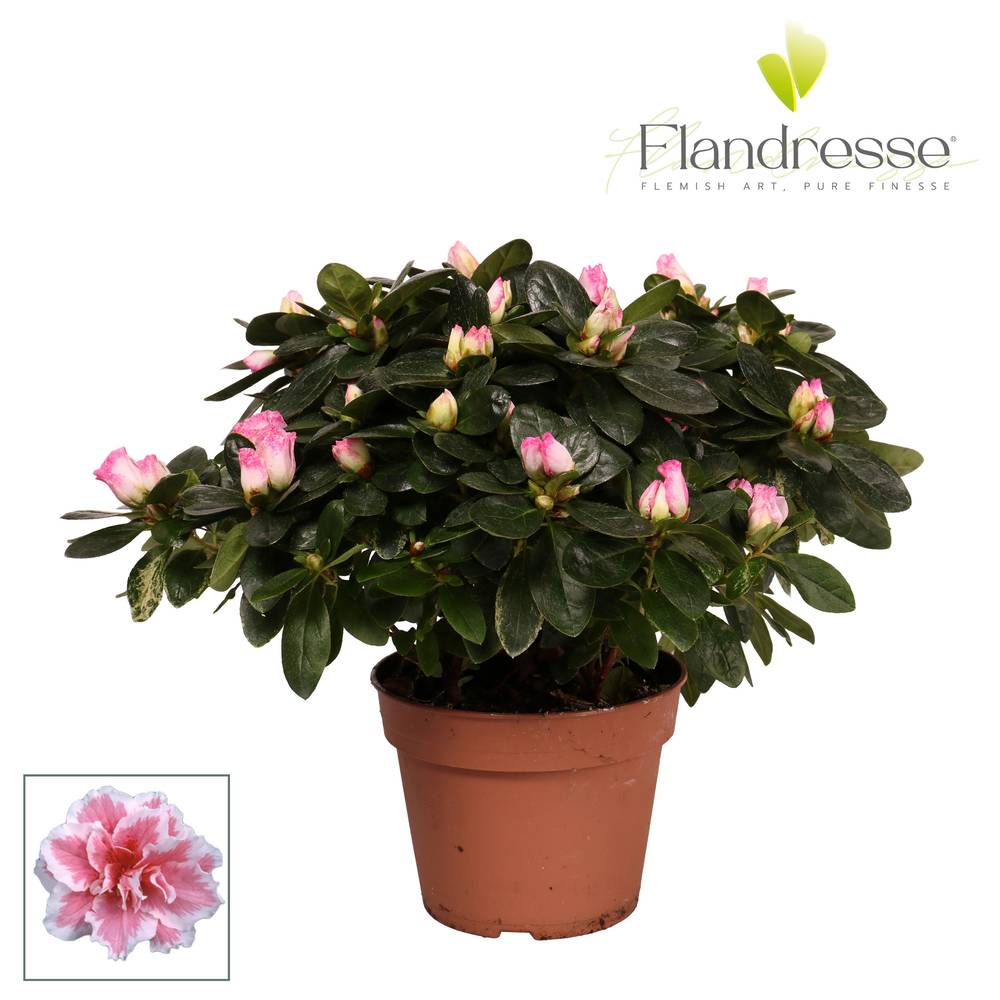 Azalee weiss/fuchsia 30-32cm T14 H030