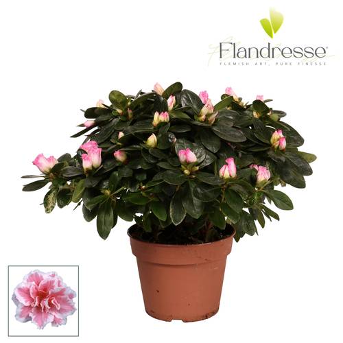 Azalee weiss/fuchsia 30-32cm T14 H030