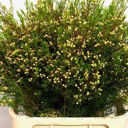 Wachsflower rot Bear Umbrella 70 Gramm 80cm