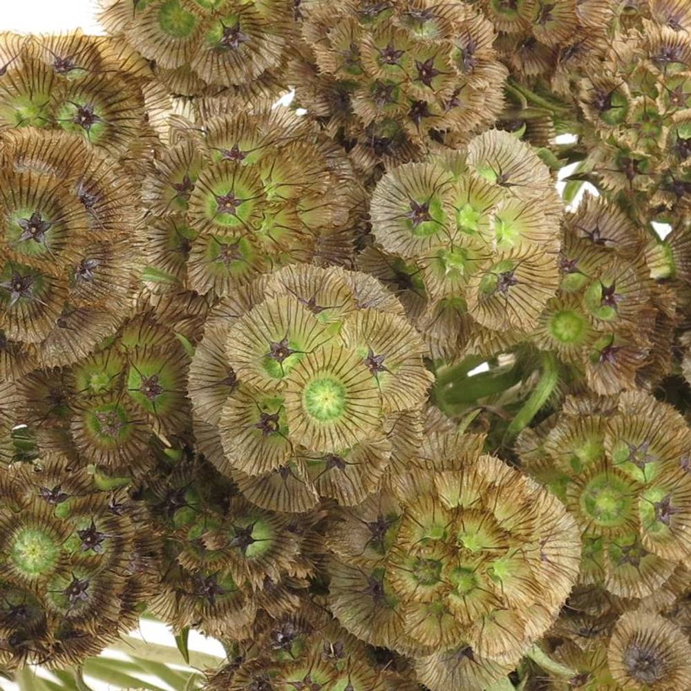 Sternkugel Stellata X20 70cm