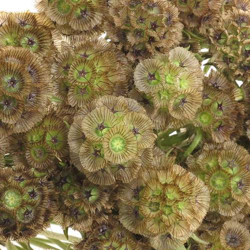 Sternkugel Stellata X20 70cm