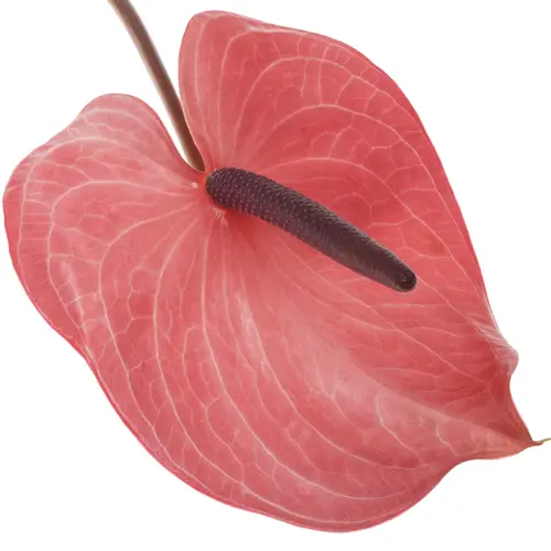 Anthurium rosa Candy Blüte 15cm