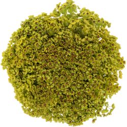 Euphorbia grün 45cm