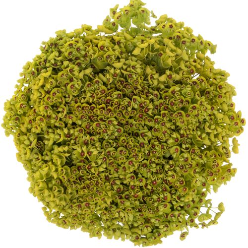 Euphorbia grün 45cm