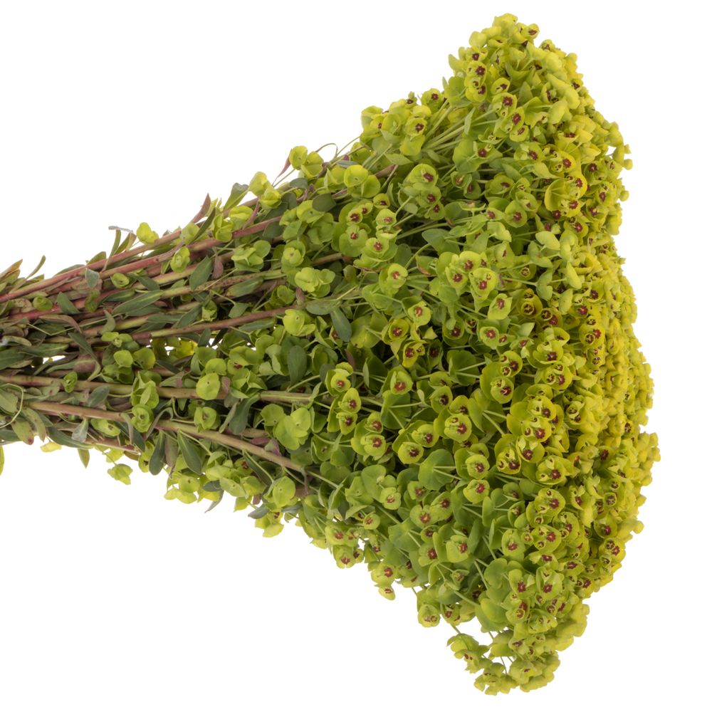 Euphorbia grün 45cm