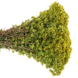 Euphorbia grün 45cm