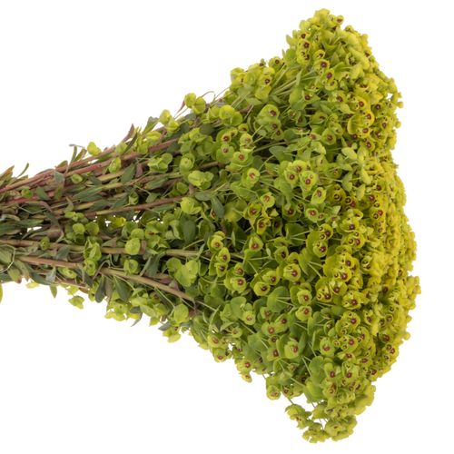 Euphorbia grün 45cm