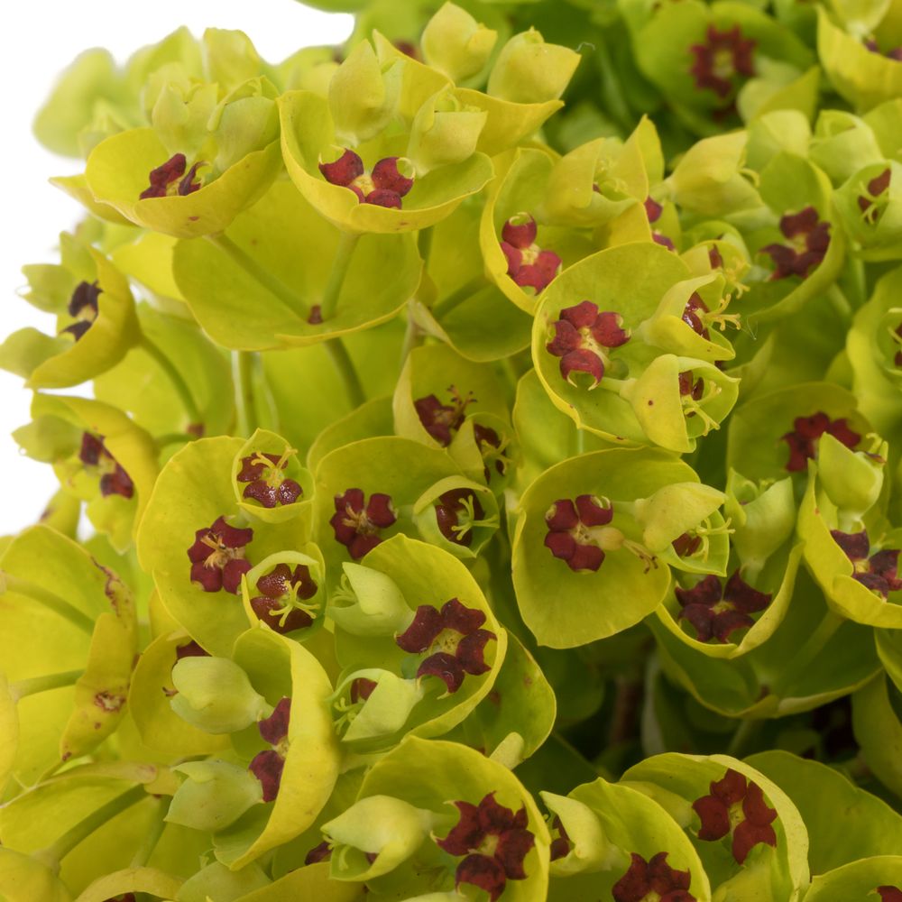 Euphorbia grün 45cm