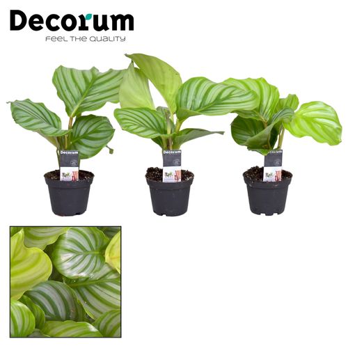 Calathea Orbifolia T07 H20
