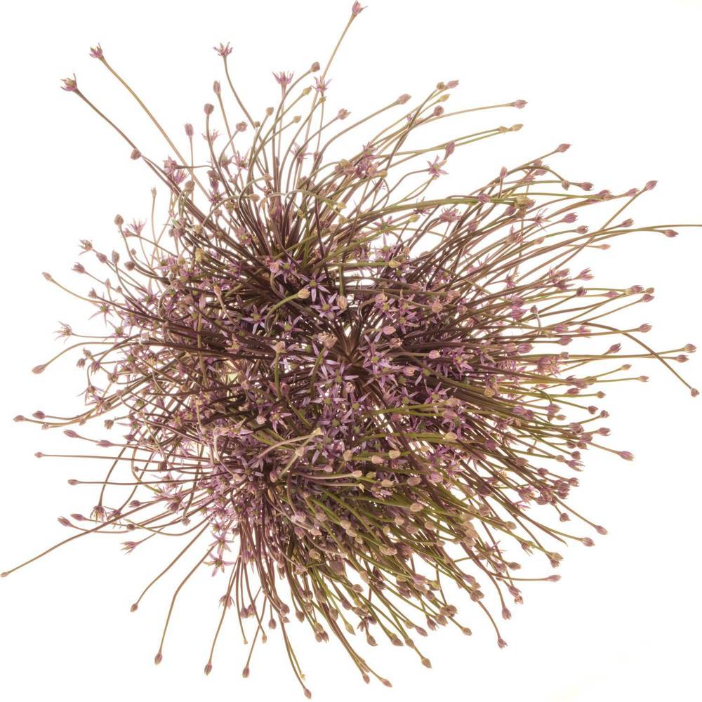 Allium lila Schubertii X 10 70cm
