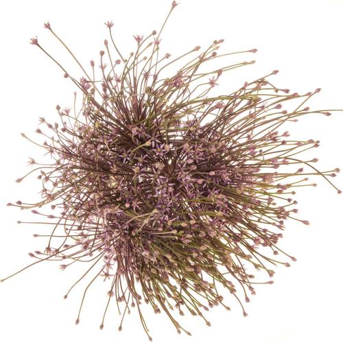 Allium lila Schubertii X 10 70cm