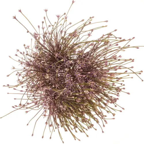 Allium lila Schubertii X 10 70cm