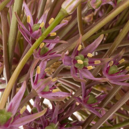 Allium lila Schubertii X 10 70cm