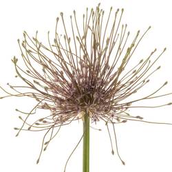 Allium lila Schubertii X 10 70cm