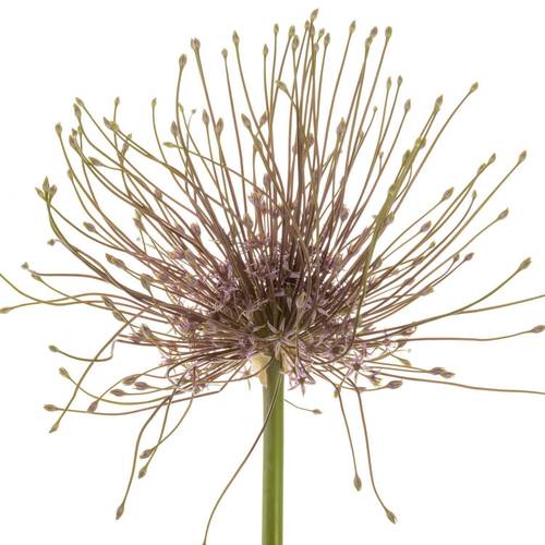 Allium lila Schubertii X 10 70cm