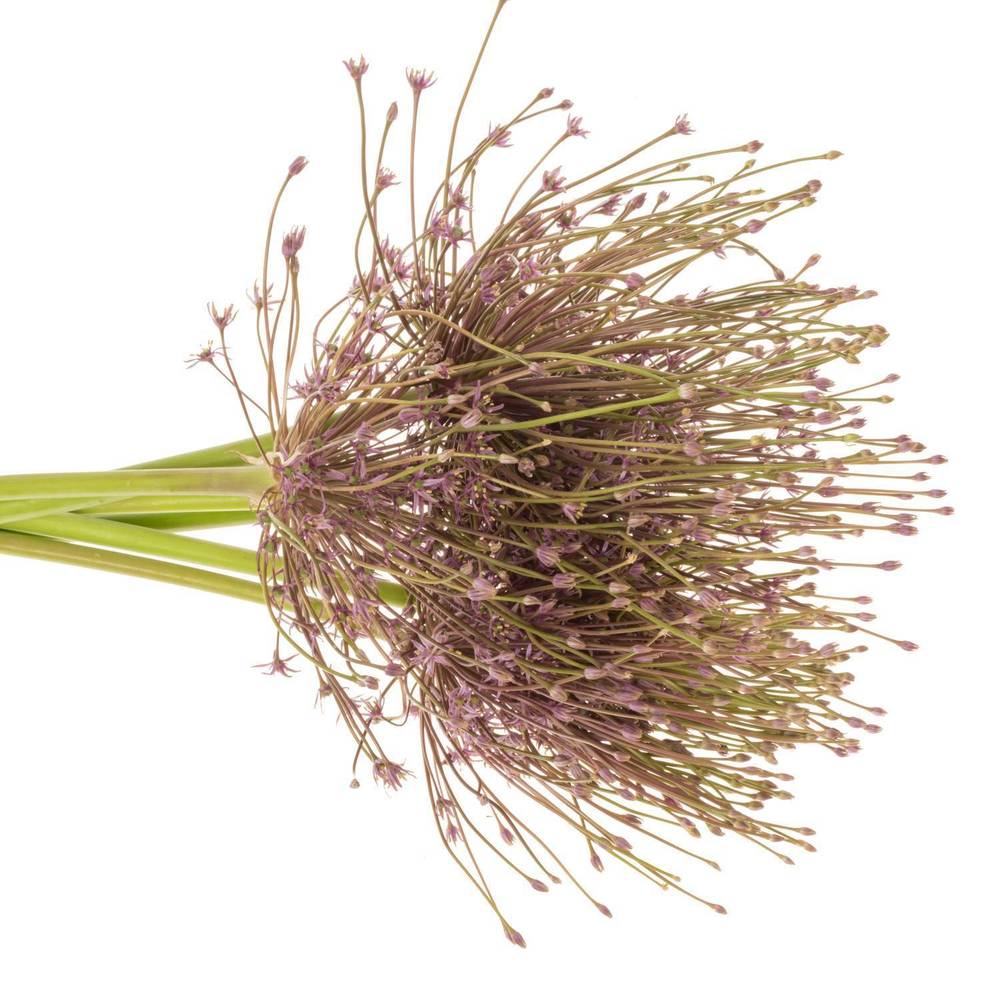 Allium lila Schubertii X 10 70cm